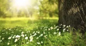 Crois en ce que tu as